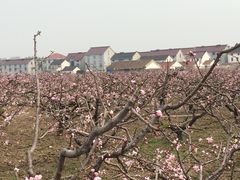 -南汇桃花村