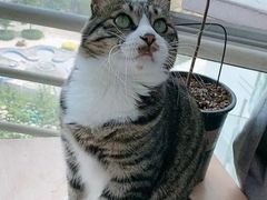 -爱佳宠物中心医院·骨外科·猫专科·急重症(瑶海万达店)