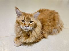 -藏猫猫咖啡主题馆(中央大道店)