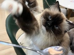 -安格丽娜·狗咖·猫咖羊驼咖(春熙路百盛商场店)