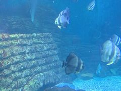 -烟台海昌鲸鲨海洋公园