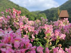 -广州市石门国家森林公园