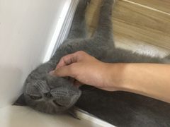 -李小姐の猫咖啡馆(五角场店)