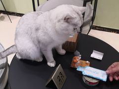 -藏猫猫咖啡主题馆(中央大道店)
