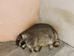 -浣熊柯尔鸭土拨鼠·电玩咖