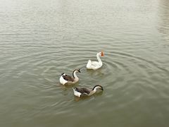 -盐城丹顶鹤湿地生态旅游区