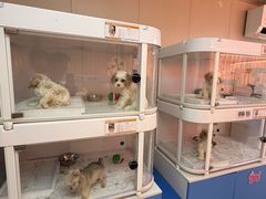 -翊宠yipet猫狗购宠庄园犬舍•猫舍