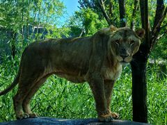 -北京野生动物园
