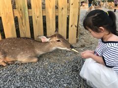 -鹿境梅花鹿生态园区