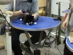 -PETKIT小佩宠物(古北店)