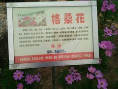 -松山湖梦幻百花洲