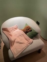 -卡通尼·Safari非洲探索乐园·生日会(金桥国际商业广场店)