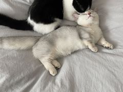 -babydoll猫舍·米努特·德文·缅因(久光中心店)