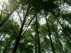 -龙道沟景区