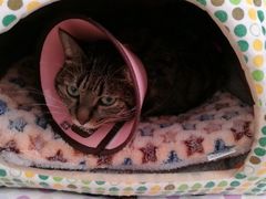 -伟伟宠物医院·CT影像中心·瑞派犬猫综合性门诊(汉口总院)