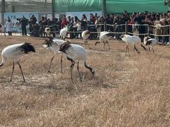-盐城丹顶鹤湿地生态旅游区
