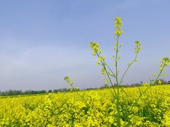 -汉长安城未央宫国家考古遗址公园