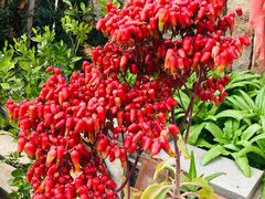 -蔡氏古民居建筑群