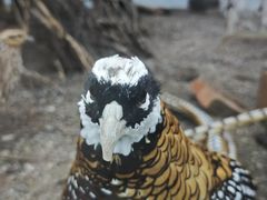 -青藏高原野生动物园