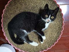 -关爱宠物医院·猫科中心·消化科(滨湖万达分院)