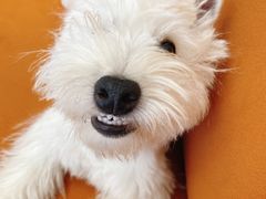 -翊宠yipet猫狗购宠庄园犬舍•猫舍