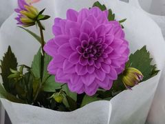 -花匠花艺鲜花店(尹山湖店)