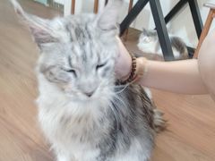 -楼上猫咖(罗湖店)