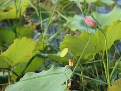 -野鸭湖国家湿地公园