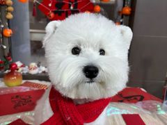 -宠宠熊宠物美容(星湖街店)