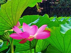 -莲花池公园