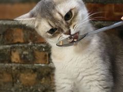 -豆逗聊愈猫阁Easy Life