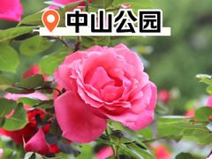 -中山公园