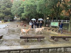 -神户市立六甲山牧场