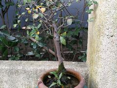 -旅马餐厅(茅家埠店)