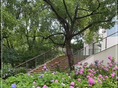 -上海滨江森林公园