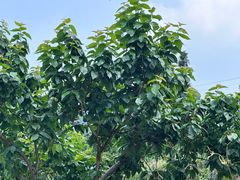 -樱桃山旅游景区