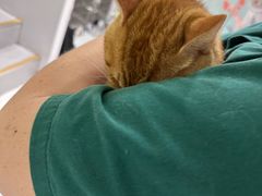 -艾吉宠物医院·疑难杂症转诊中心·猫友好(碧江路院)