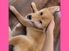 -豆柴町-柴犬主题狗咖(红鼎国际C座店)