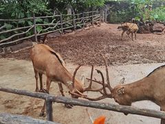 -海南热带野生动植物园