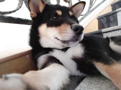 -喜柴咖啡·柴犬狗咖