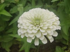 -莲花山花海