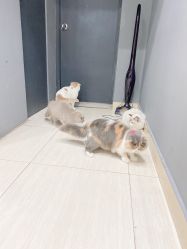 -柚子•猫美睫美甲