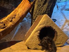 -迪拜水族馆及水下动物园