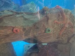 -广东惠东海龟国家级自然保护区