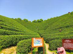 -龙坞茶村