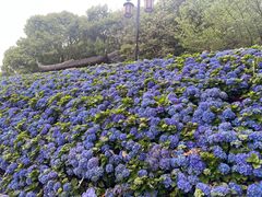 -苏州上方山国家森林公园