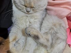 -喵屿·大理花园猫咖