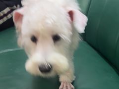 -瑞派康怡24h宠物医院·犬猫医疗中心·微创绝育(瑞景分院)