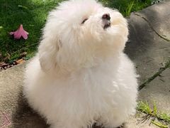 -爱侣宠医·鹦鹉专科·小型哺乳类·异宠专科(灵石路店)