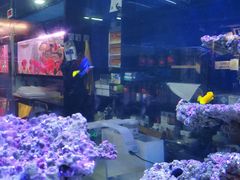 -中环花鸟鱼虫市场